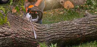 Professional Tree Care in Hudson Falls, NY