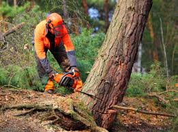 How Our Tree Care Process Works  in  Hudson Falls, NY